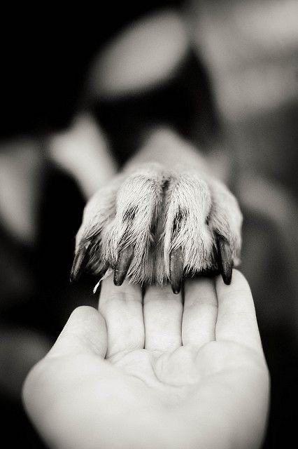 DINDI pet food by setola